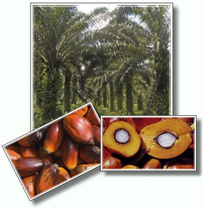 польза пальмового масла